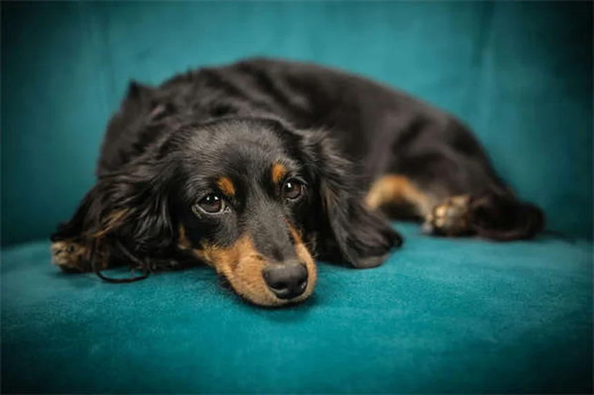 Como Saber Se As Gengivas Do Seu Cão Estão Saudáveis: Guia Completo