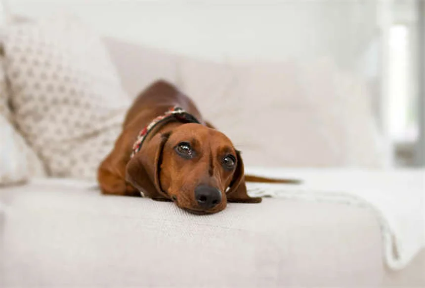Armas e Pets: 5 Regras de Ouro para Segurança em Casa