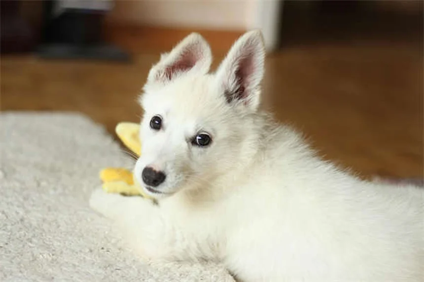 Armas e Pets: 5 Regras de Ouro para Segurança em Casa