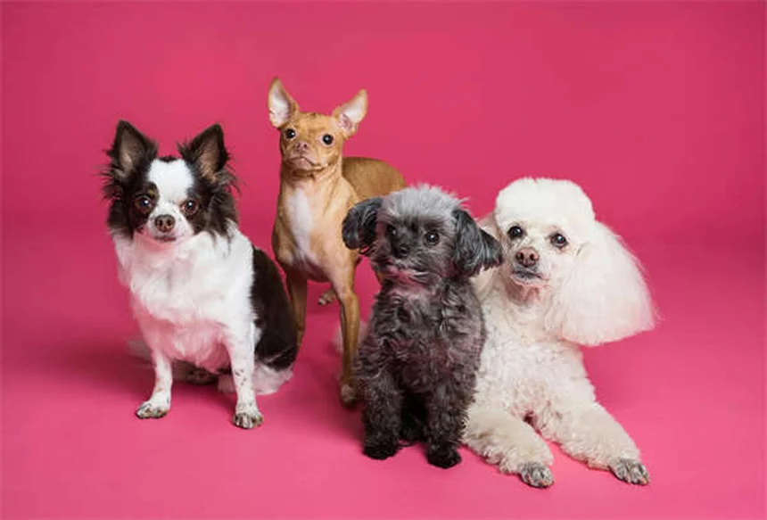 Armas e Pets: 5 Regras de Ouro para Segurança em Casa