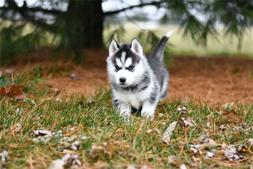 6 Maneiras Divertidas de Apoiar seu Filho que Sonha em Ser Veterinário