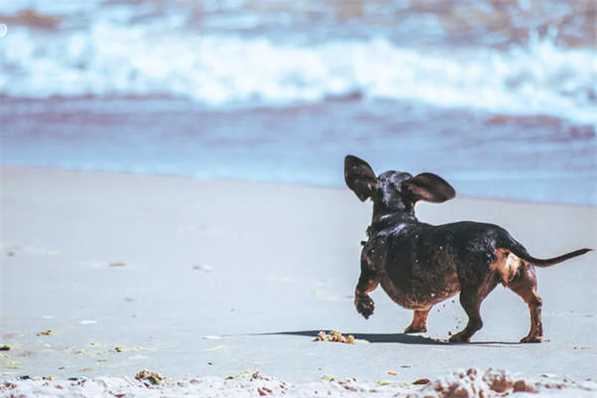 6 Maneiras Divertidas de Apoiar seu Filho que Sonha em Ser Veterinário