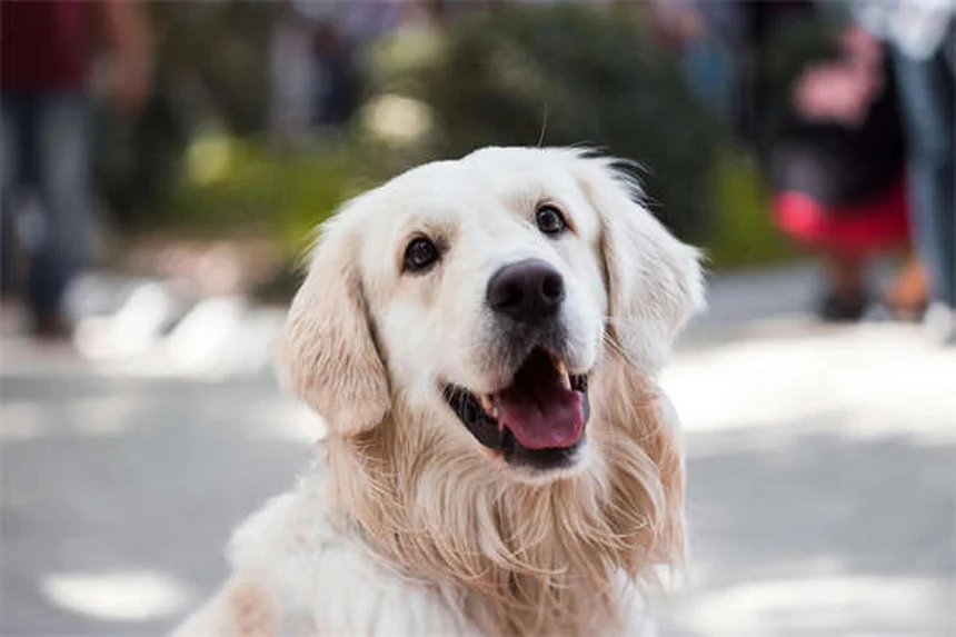 6 Maneiras Divertidas de Apoiar seu Filho que Sonha em Ser Veterinário