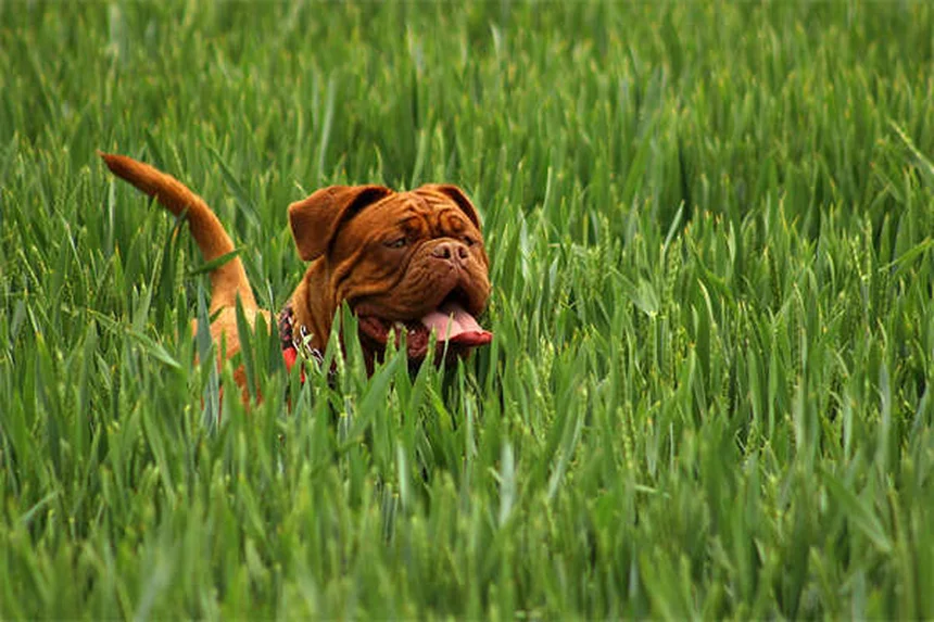 Como Tosa Caseira para Cães: 7 Passos Fáceis para Donos de Pet