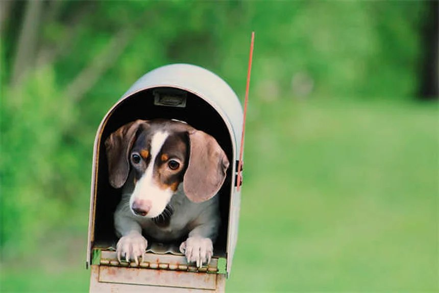 Cuidados dentários para pets: como escolher os melhores produtos com selo VOHC