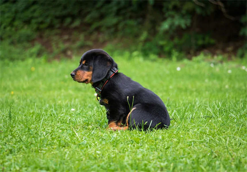 Cuidados dentários para pets: como escolher os melhores produtos com selo VOHC