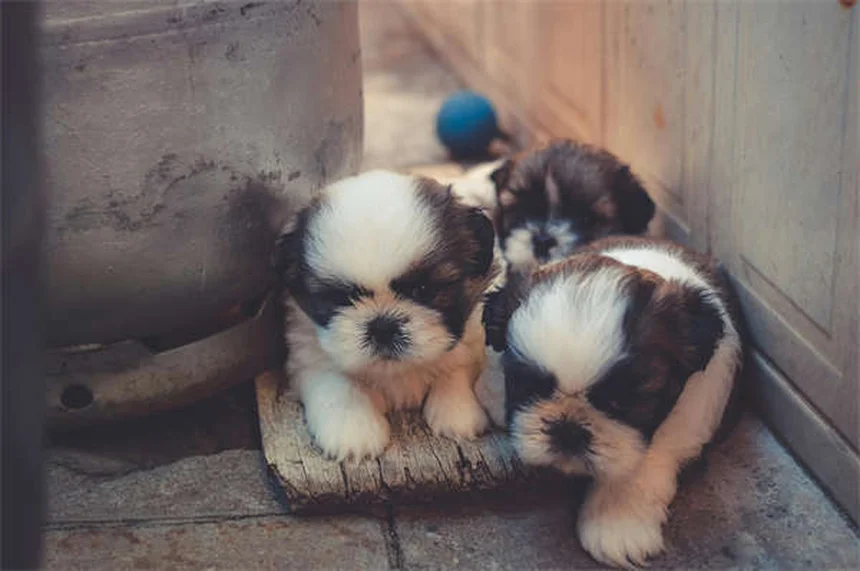 20 Raças de Cães Raros Que Você Precisa Conhecer em 2024