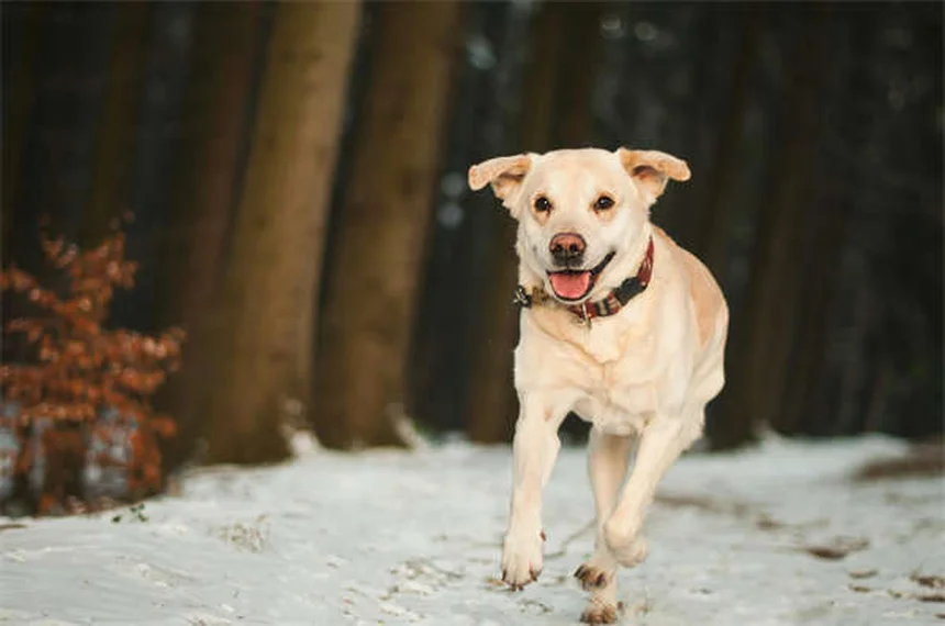 20 Raças de Cães Raros Que Você Precisa Conhecer em 2024