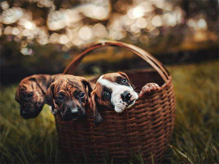 Brinquedos seguros para coelhos: como escolher os melhores