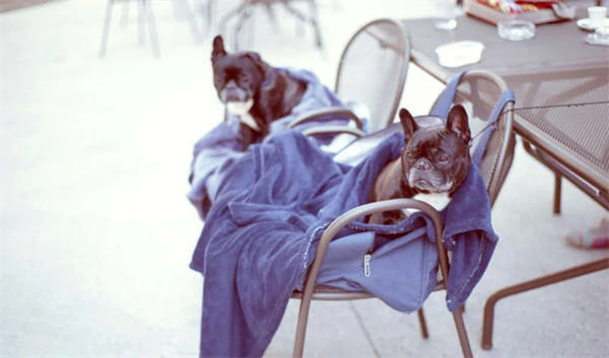 6 Razões Pelas Quais Seu Cão Cheira Mal (e Como Resolver)