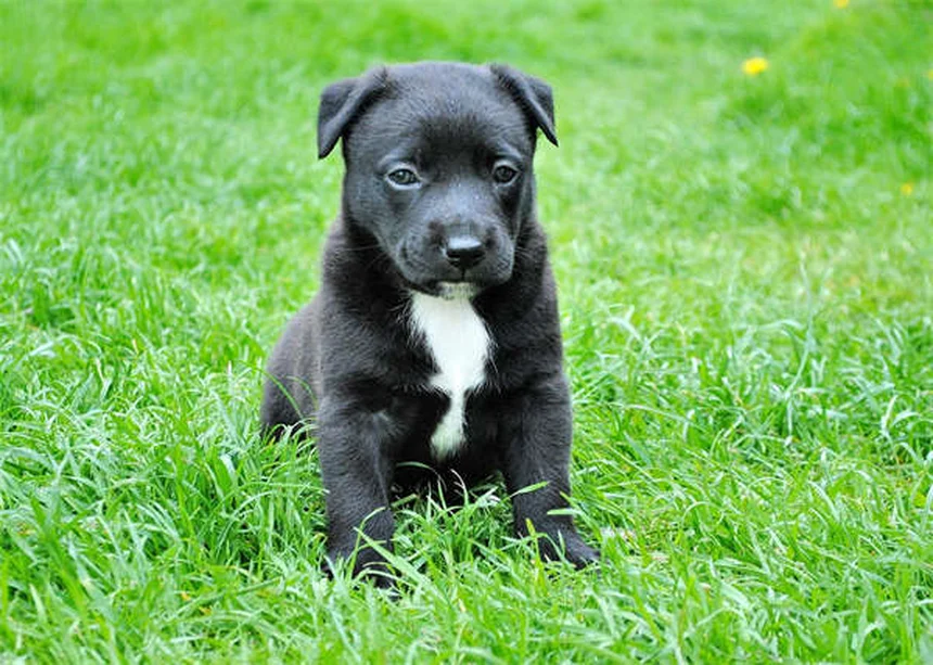5 Dicas Infalíveis para Acalmar Seu Cão no Carro