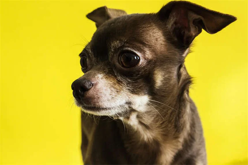 Como lidar com agressão por medo em cães: guia completo