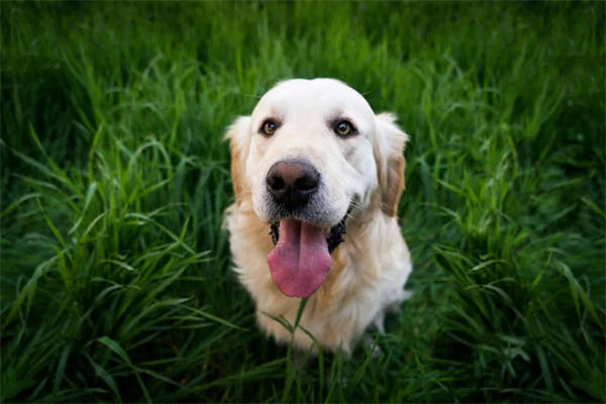 Banho de aveia para cães: alívio imediato para coceira e pele seca