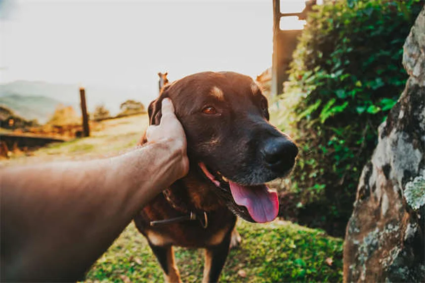 Como identificar hematomas em gatos: guia completo para donos
