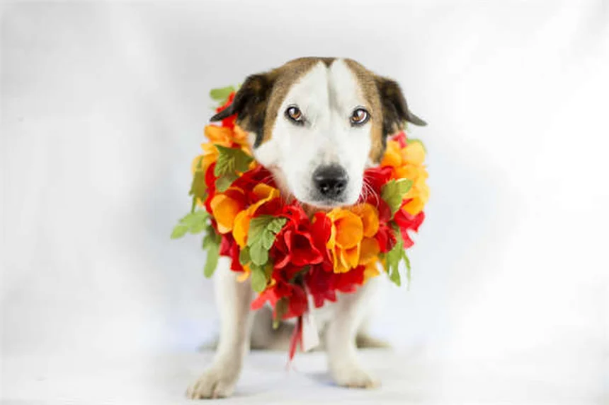 Como acalmar um cão hiperativo: 5 dicas infalíveis para donos exaustos