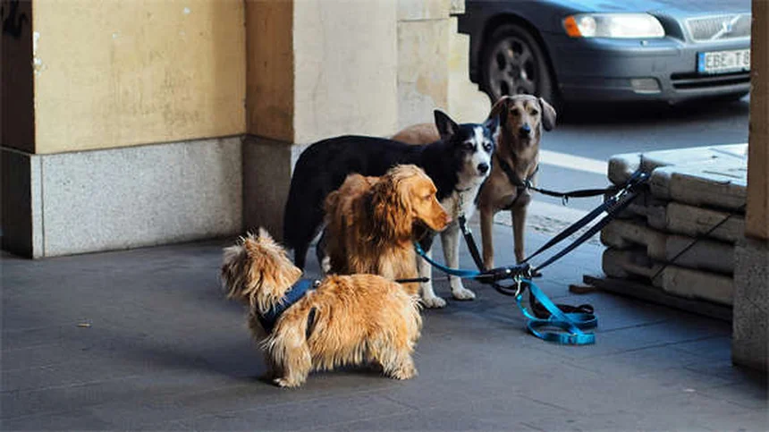 Como eliminar pulgas em casa? 5 dicas essenciais para proteger seu pet