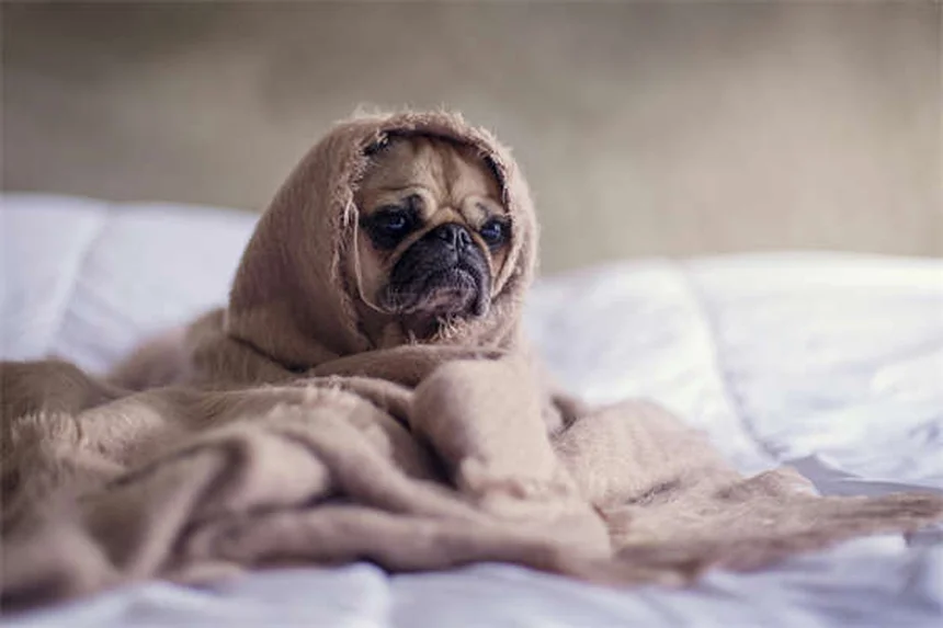 Por que gatos adultos chupam cobertores? Descubra agora!