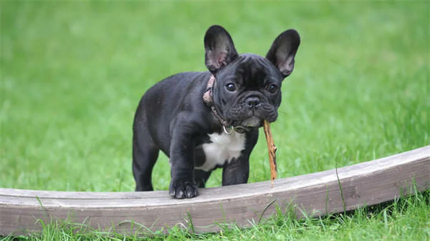 Exercícios para cães: 5 benefícios essenciais para a saúde do seu pet
