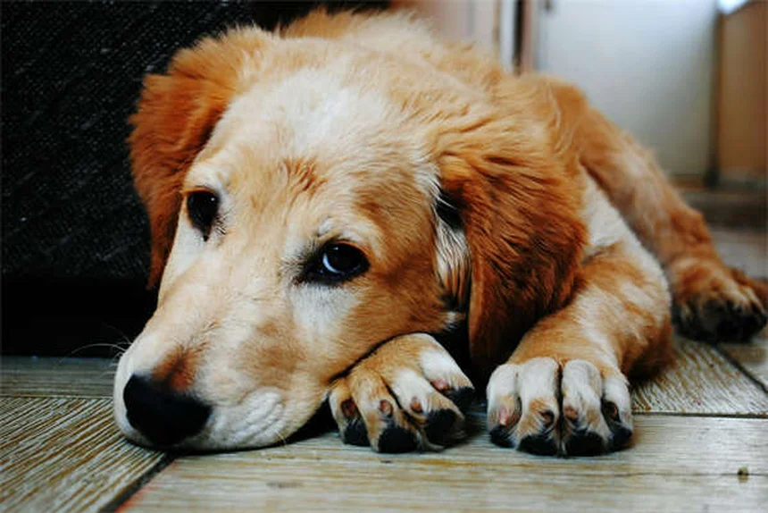 Coleiras GPS para Cães: Como Ajudar Seu Pet a Perder Peso