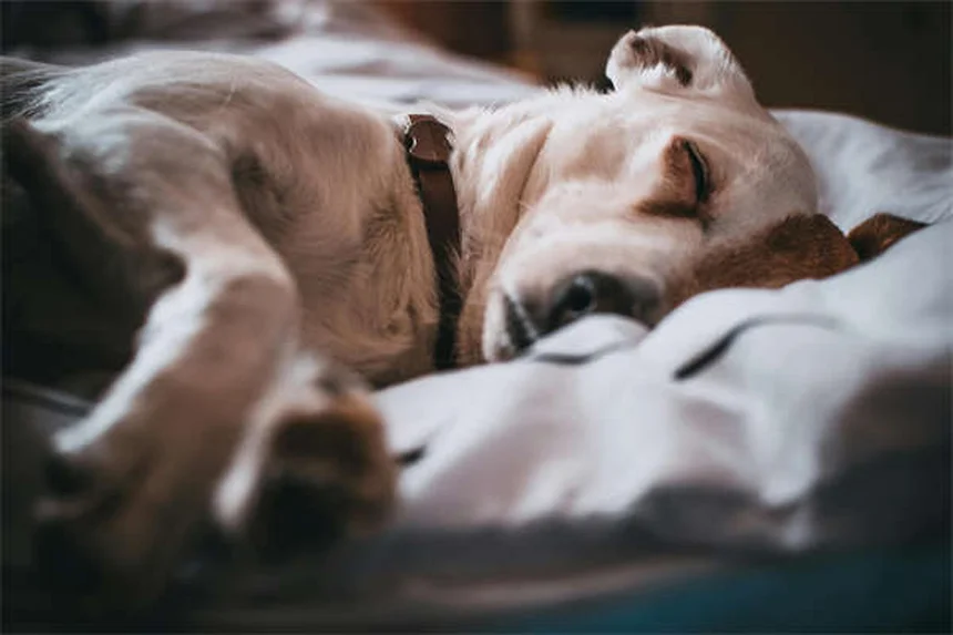 9 dicas essenciais para reduzir pelos de pets em casa