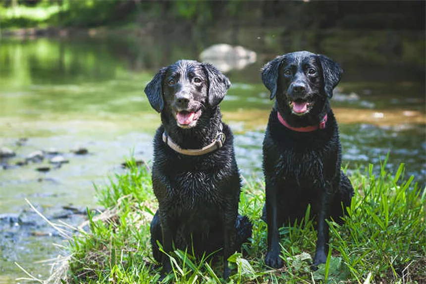 Pulgas no inverno: 5 verdades chocantes que todo dono de pet precisa saber