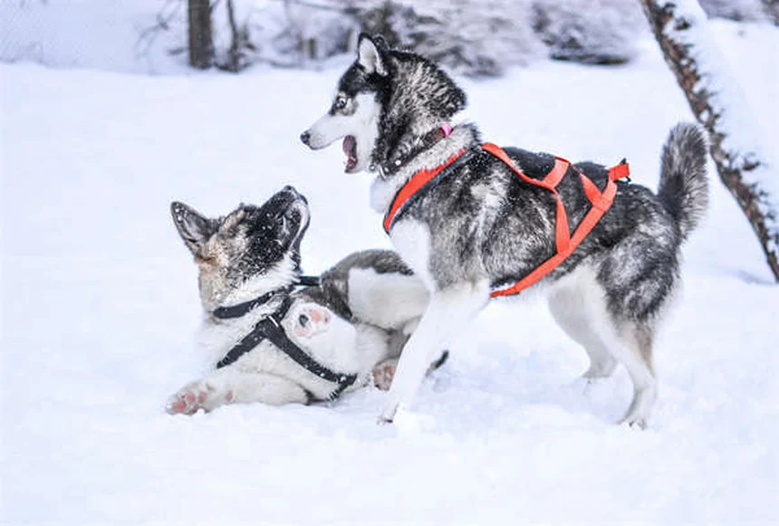 Como ensinar seu cão a deitar em qualquer lugar: 7 passos infalíveis