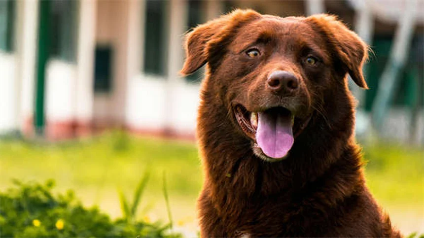 Enzimas Pancreáticas para Cães e Gatos: Guia Completo