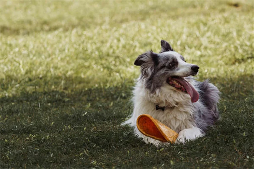 Enzimas Pancreáticas para Cães e Gatos: Guia Completo