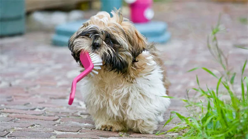 Como Saber se Seu Cão é um Valentão? 5 Sinais para Identificar