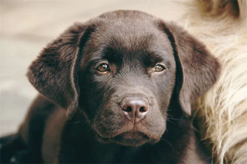 Como Saber se Seu Cão é um Valentão? 5 Sinais para Identificar